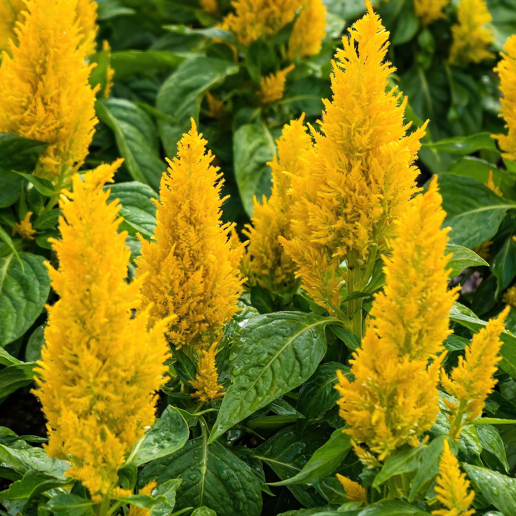 Celosia argentea - Celosie jaune - Balcon et terrasse
