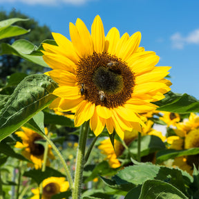 Tournesol - Willemse