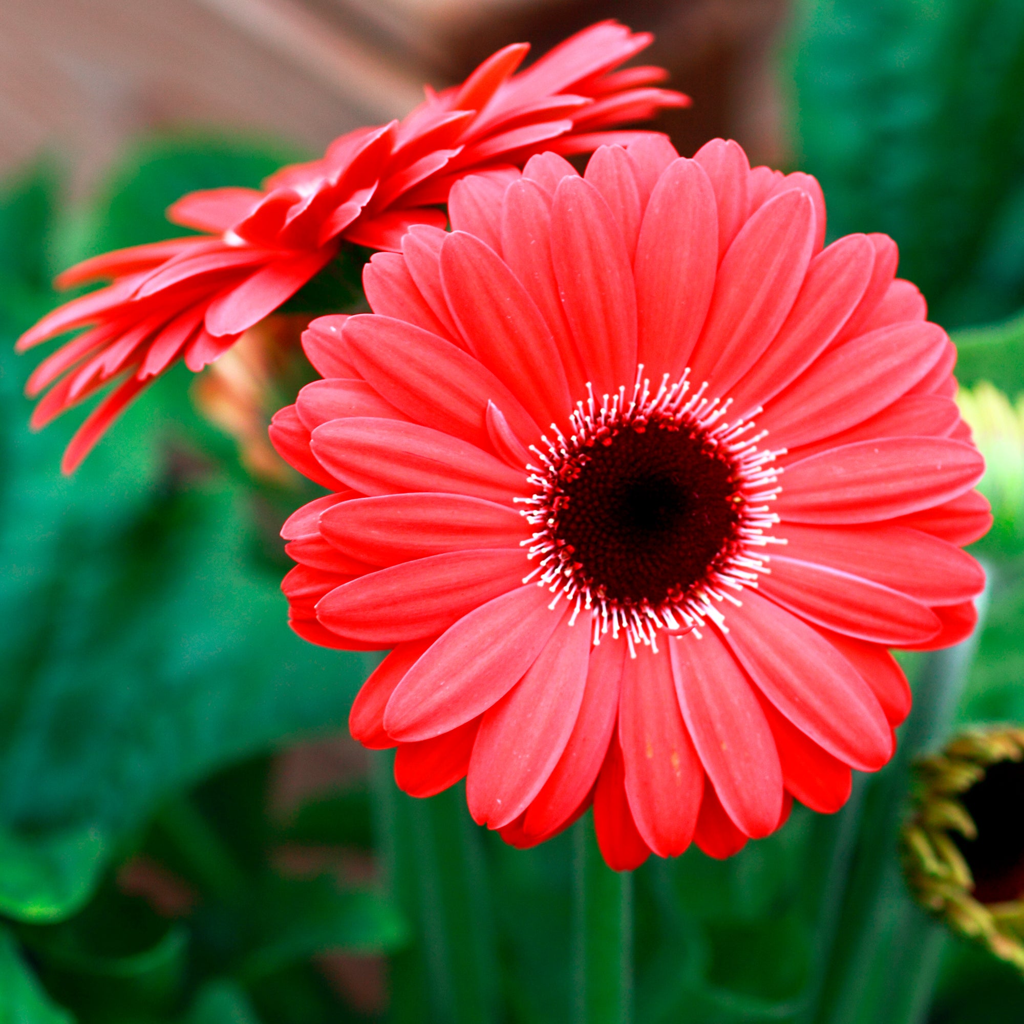 Gerbera rouge