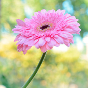 Gerbera rose - Willemse