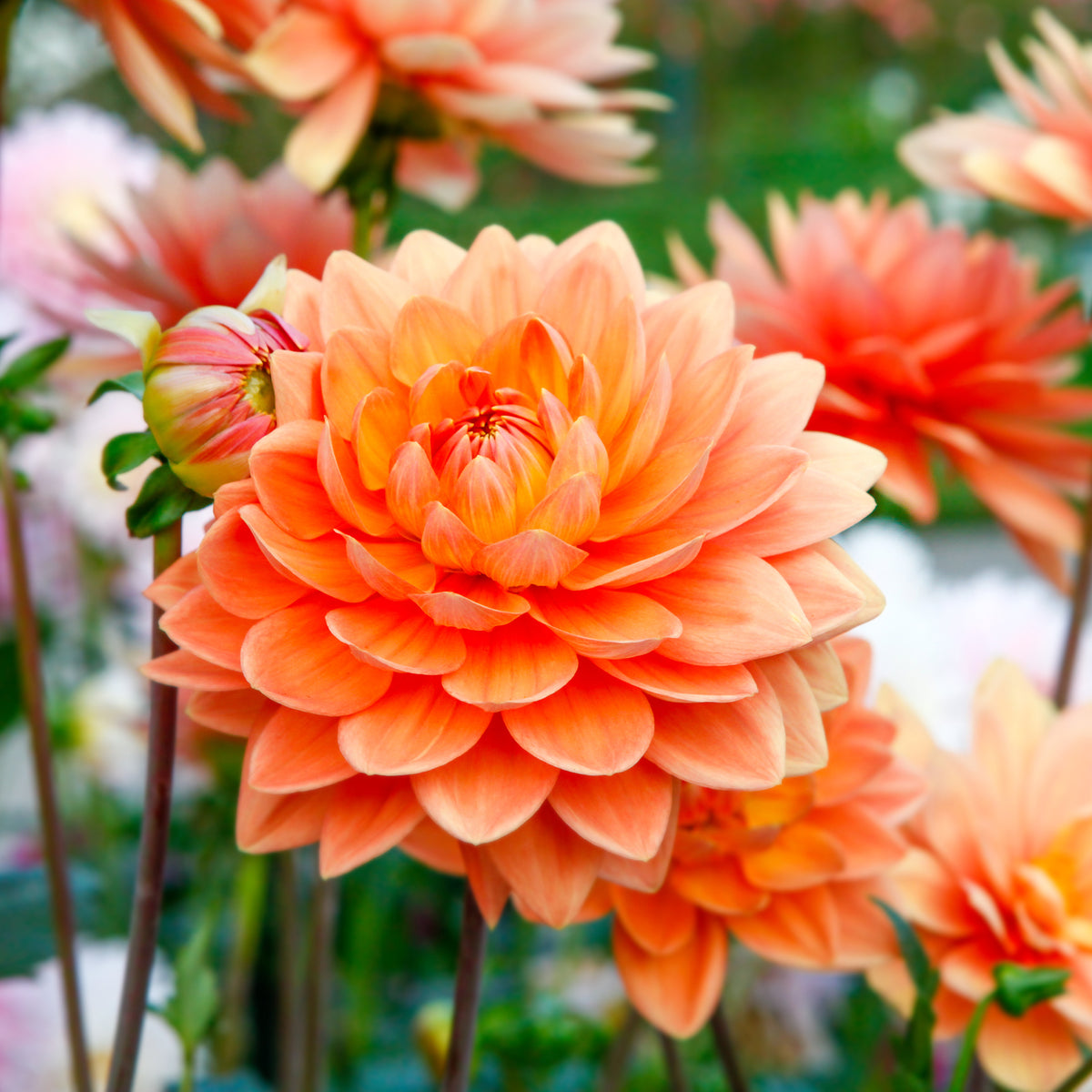 Dahlia orange - Dahlia pinnata - Willemse