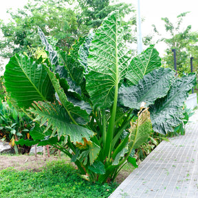 Alocasia Macrorrhiza - Willemse