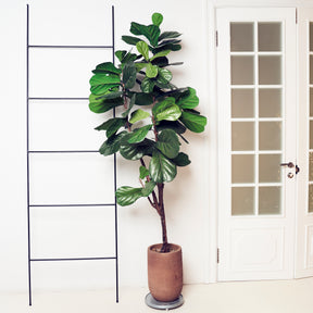 Ficus Lyrata - Ficus Lyrata - Ficus