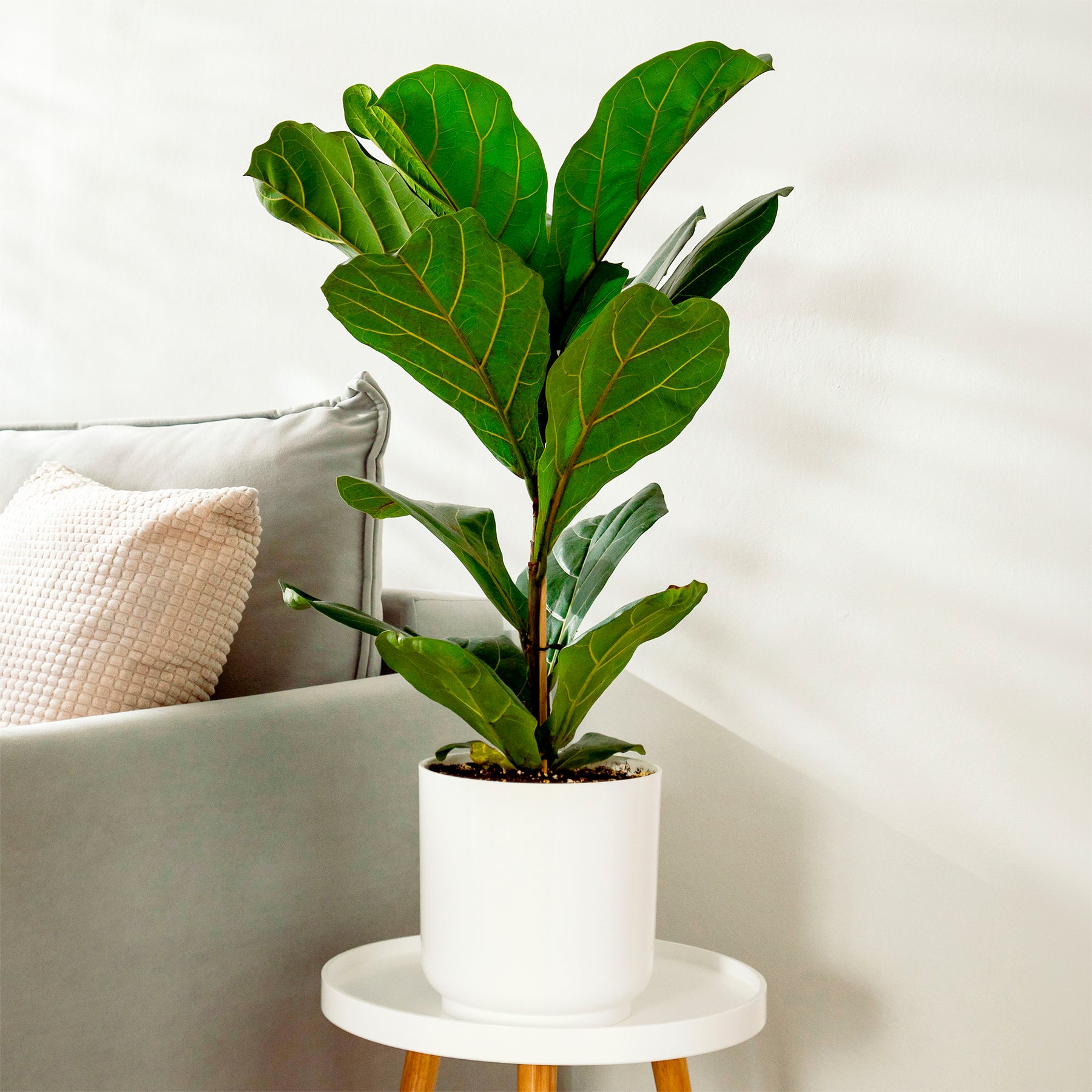 Ficus Lyrata - Ficus Lyrata - Willemse