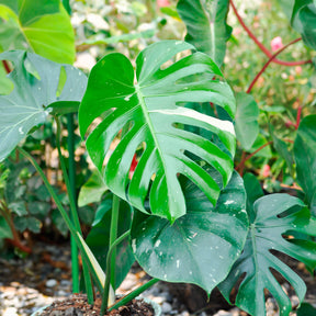 Monstera Thai Constellation - Monstera Thai Constellation - Willemse