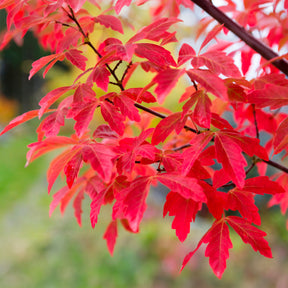 Acer griseum - Érable à écorce de papier - Erable du Japon