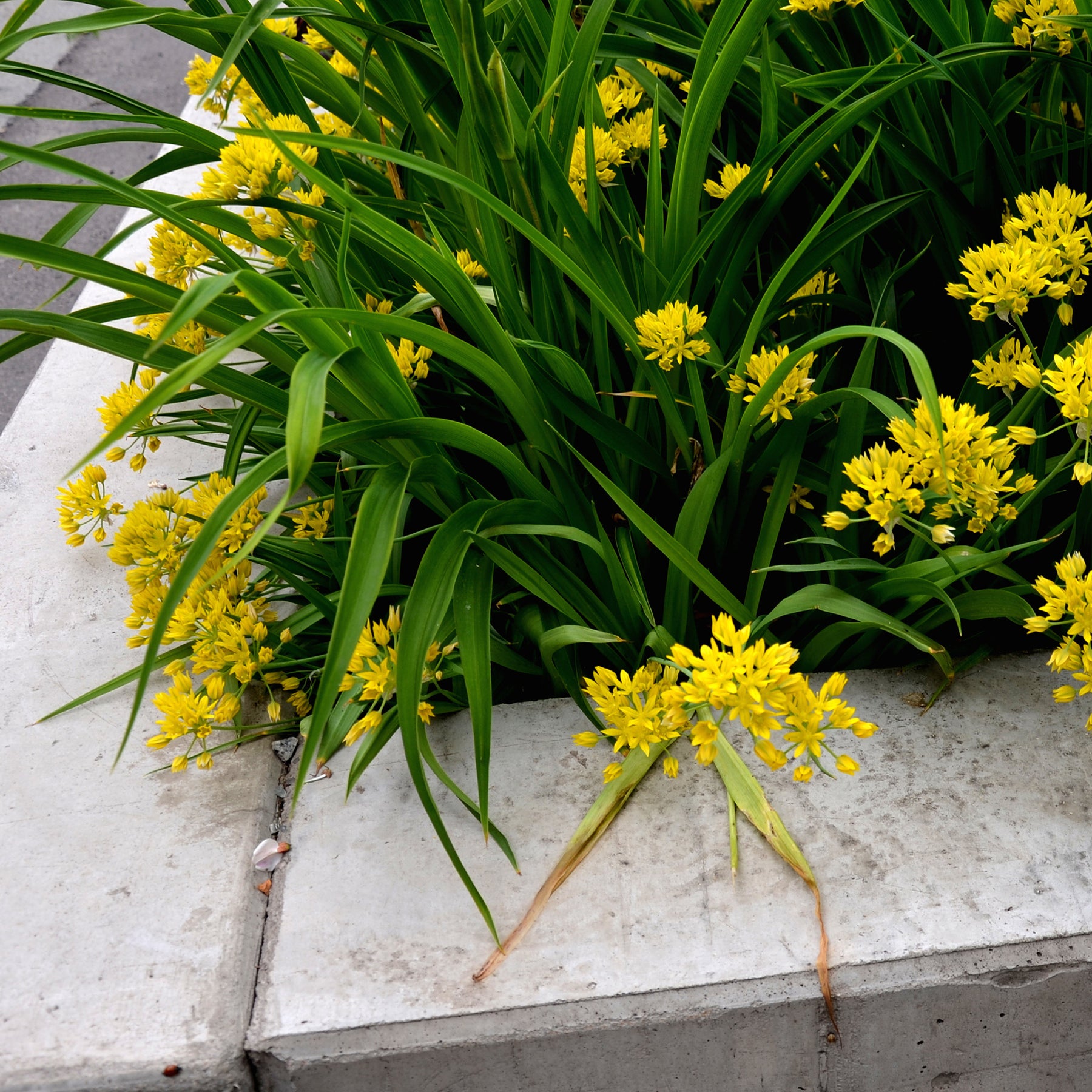 Allium doré