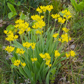 Allium moly - Allium doré - Allium