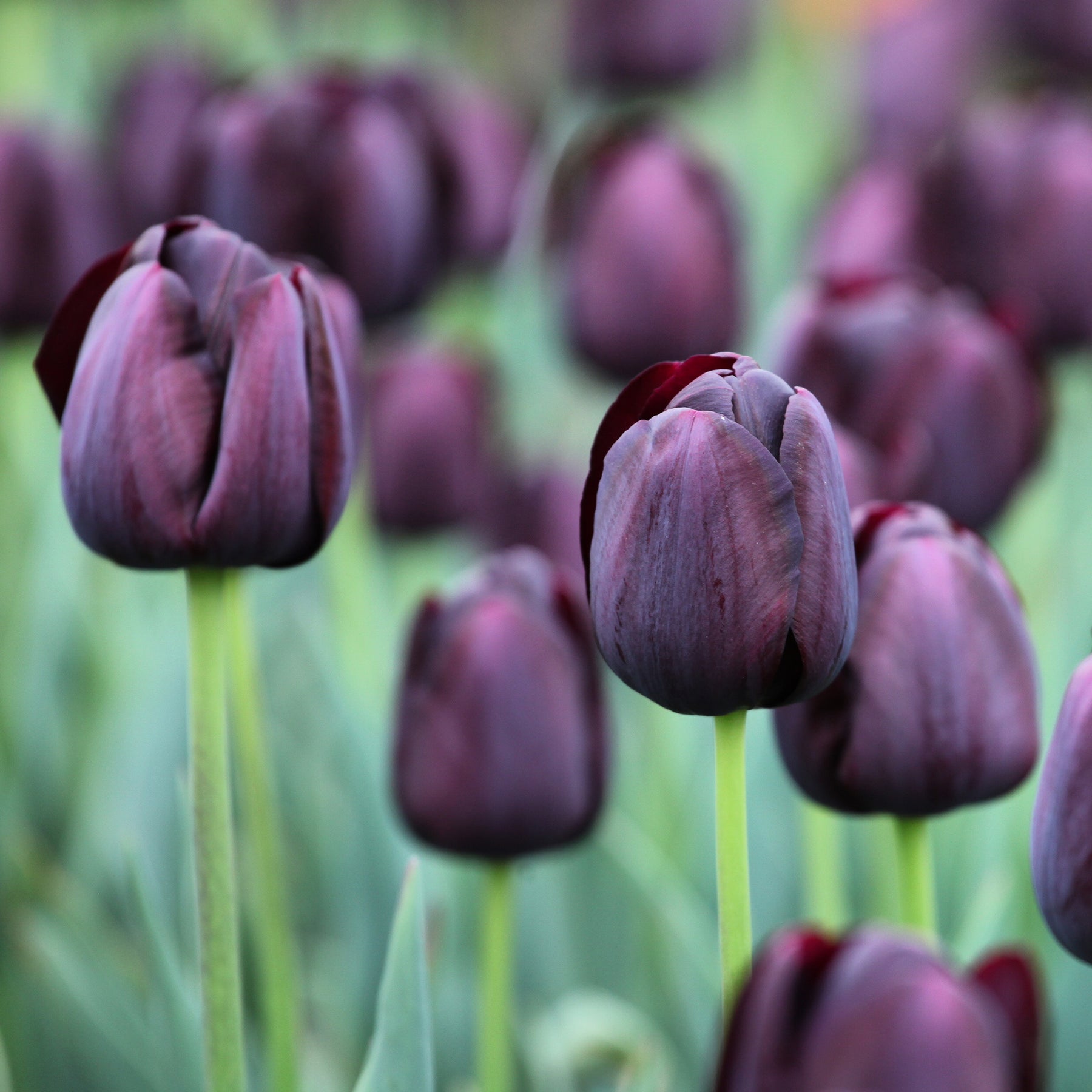 Tulipa Queen of Night - Tulipe Queen of Night - 