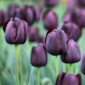 Tulipa Queen of Night - Tulipe Queen of Night - 