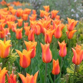 Tulipe Ballerina