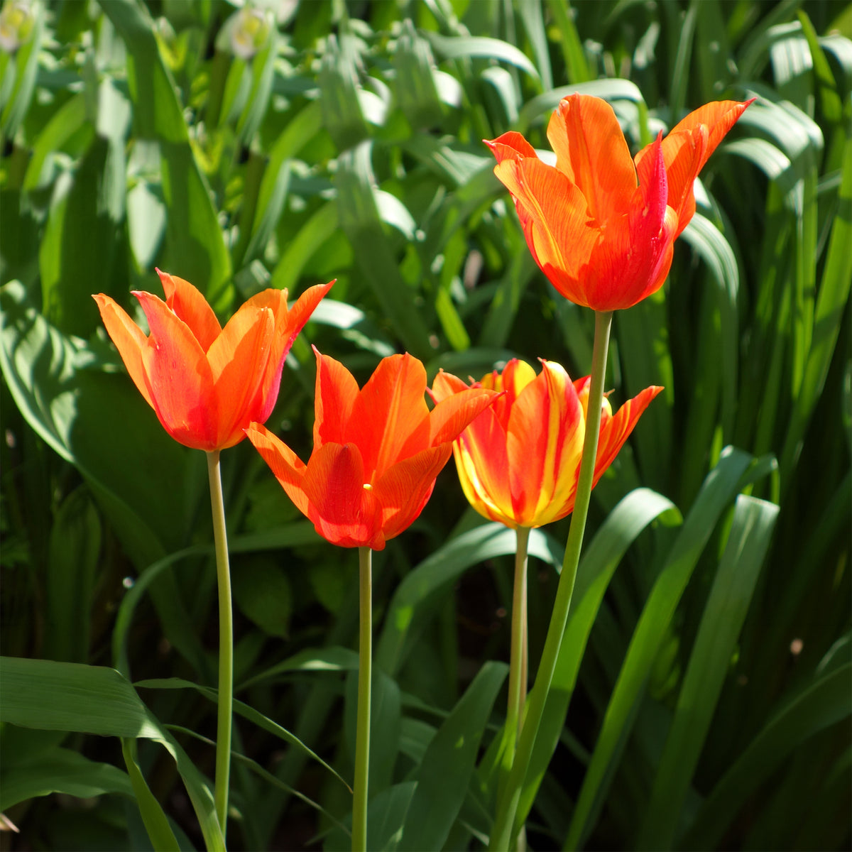 Tulipe Ballerina - Tulipa Ballerina - Willemse