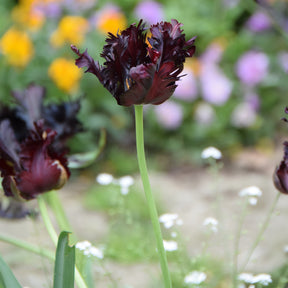 Tulipa Black Parrot - Tulipe Black Parrot - 