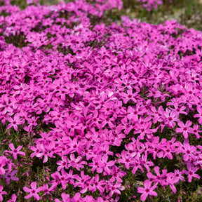 3 Phlox mousse roses - Willemse