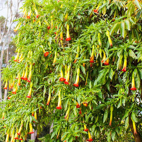 Brugmansia - Brugmansia rouge et or - Brugmansias