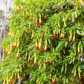 Brugmansia rouge et or - Brugmansia