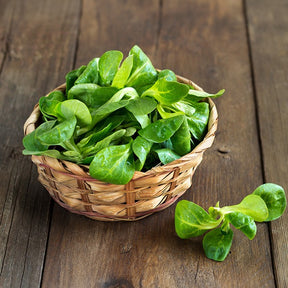Valerianella locusta verte d'etampes - Mâche Verte d'Etampes - Salades