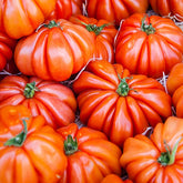 Tomate Beefsteak - Solanum lycopersicum beefsteak - Potager