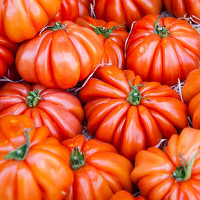 Tomate Beefsteak - Solanum lycopersicum beefsteak - Potager