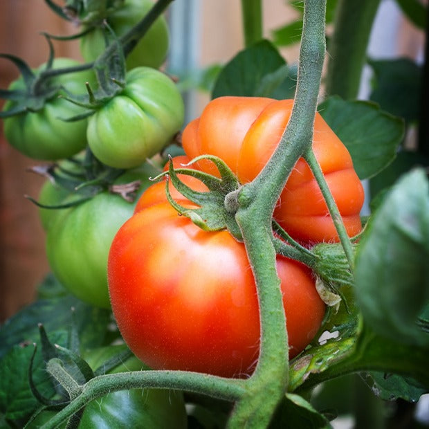Tomate Beefsteak - Solanum lycopersicum beefsteak - Graines de fruits et légumes