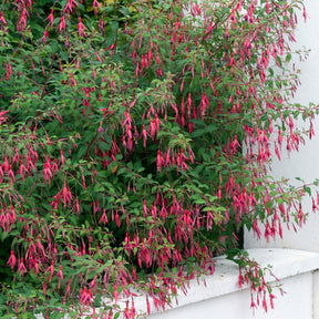 Fuchsia magellanica Riccartonii - Fuchsia de Magellan Riccartonii - Fuchsia