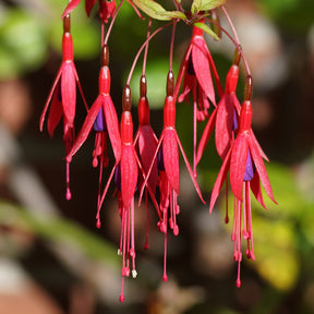 Vente Fuchsia de Magellan Riccartonii - Fuchsia magellanica Riccartonii