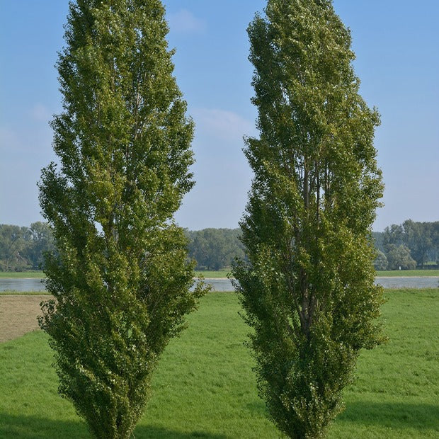 10 Peupliers noirs d'Italie - Populus nigra italica - Plantes