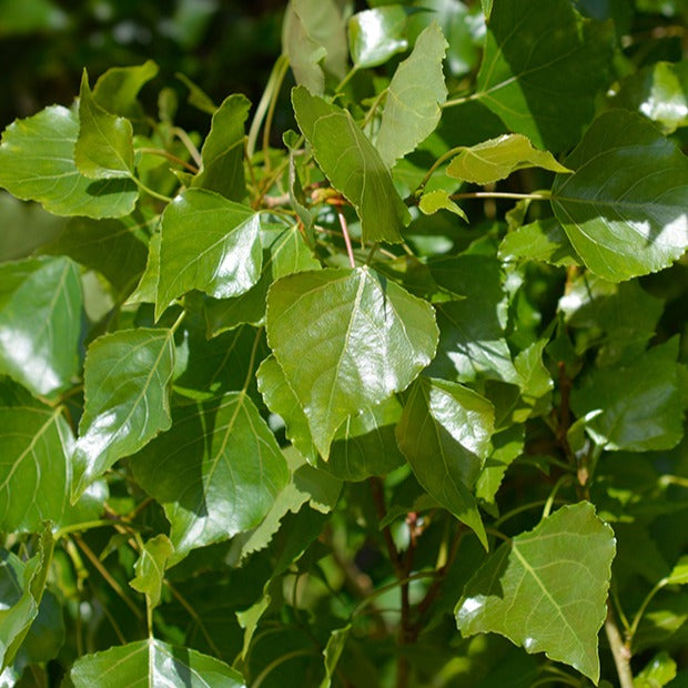 10 Peupliers noirs d'Italie - Populus nigra italica - Arbres