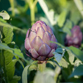 Artichaut Violet de Provence - Willemse