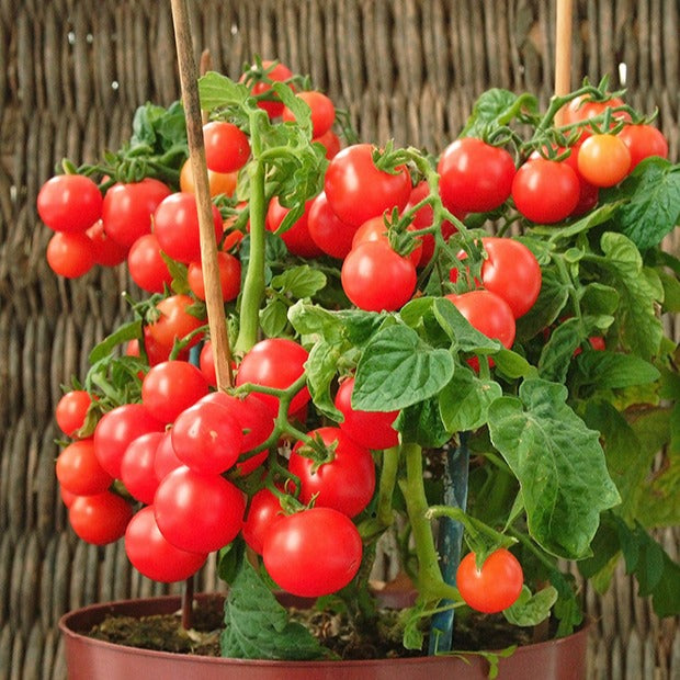 Tomate-cerise pour pot Minibel - Lycopersicon lycopersicum minibel - Potager