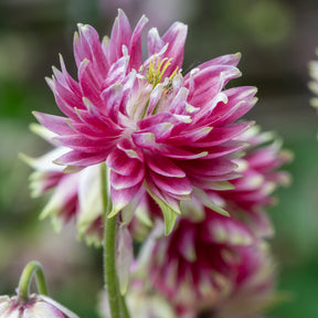 Ancolie Nora Barlow - Aquilegia nora barlow - Willemse