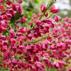 Vente Haie de 3 Genêts : blanc, rouge, jaune - Cytisus praecox allgold, albus, boskoop ruby