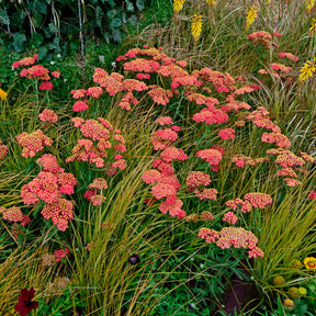 Achillea millefolium Paprika - Achillée millefeuille Paprika - Achillée