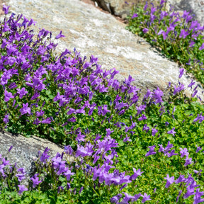 Campanule des murailles - Campanula portenschlagiana - Willemse