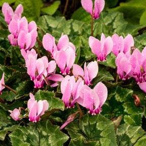 3 Cyclamens de Naples rose - Cyclamen hederifolium - Willemse