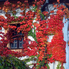 Parthenocissus tricuspidata veitchii - Vigne vierge - Vigne vierge