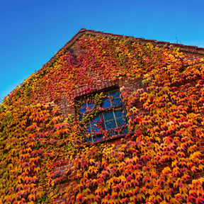Parthenocissus tricuspidata veitchii - Vigne vierge - Vigne vierge
