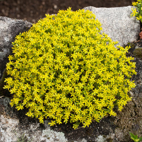 Sedum acre, Phlox subulata McDaniel's Cushion - 4 vivaces couvre-sol pour rocaille - Collections de vivaces