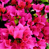 Bougainvillier Rose - Bougainvillea pink - Plantes
