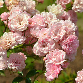 Rosa polyantha 'the fairy' - Rosier à massif The Fairy - Rosier couvre-sol