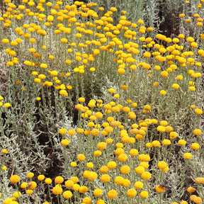 Santoline argentée - Santolina chamaecyparissus - Willemse