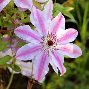 Clématite vigne-blanche Clematis 'Nelly Moser' rose-blanc 