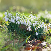 25 Perce-neige simples
