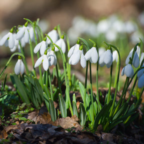 25 Perce-neige simples