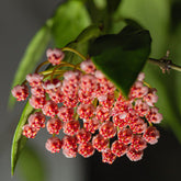Hoya Gracilis - Willemse