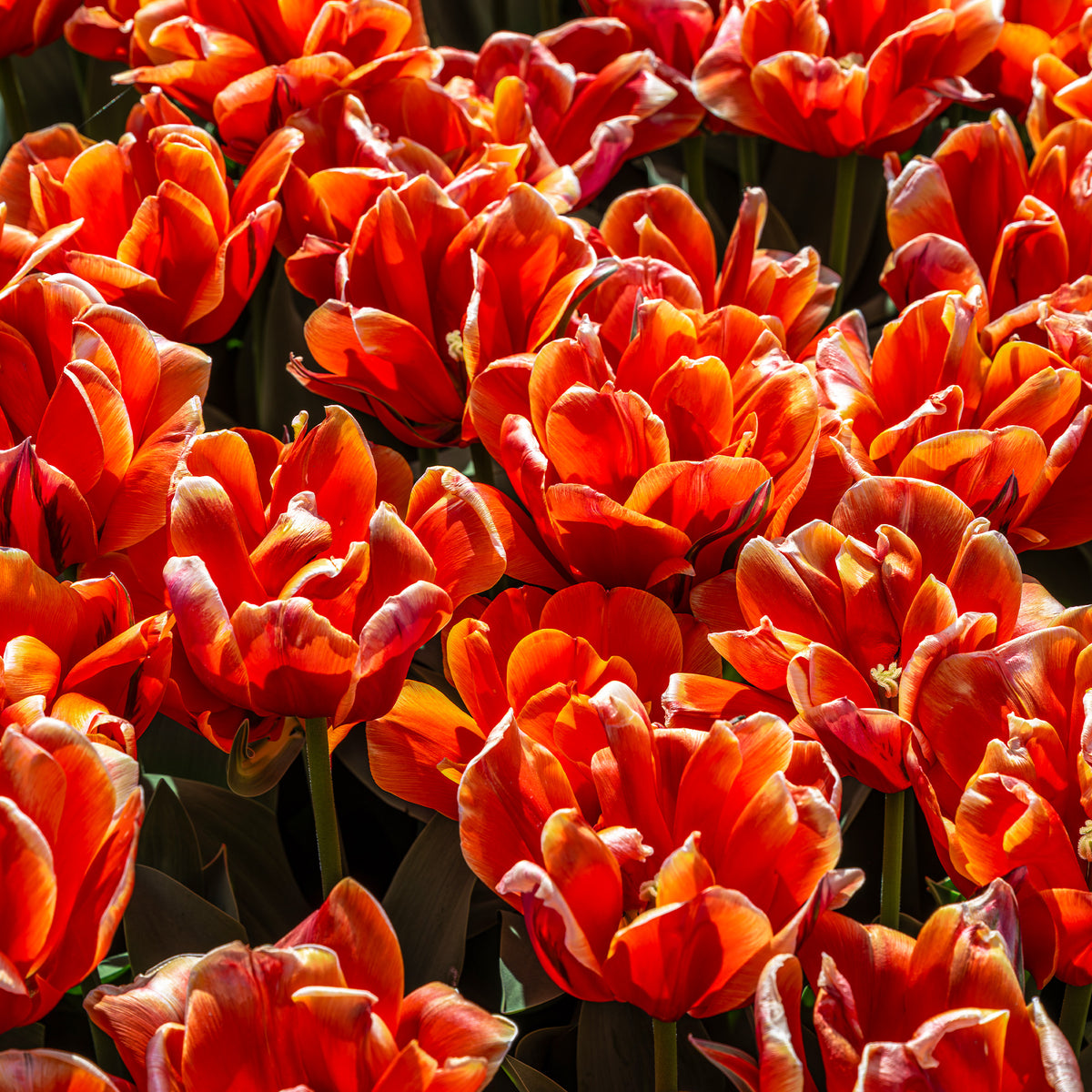 7 Tulipes doubles  Queensday - Tulipa double late Queensday - Willemse