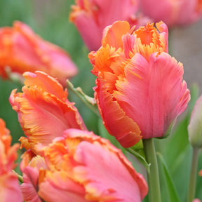 Tulipe - 7 Tulipes perroquets Amazing Parrot - Tulipa parrot Amazing Parrot