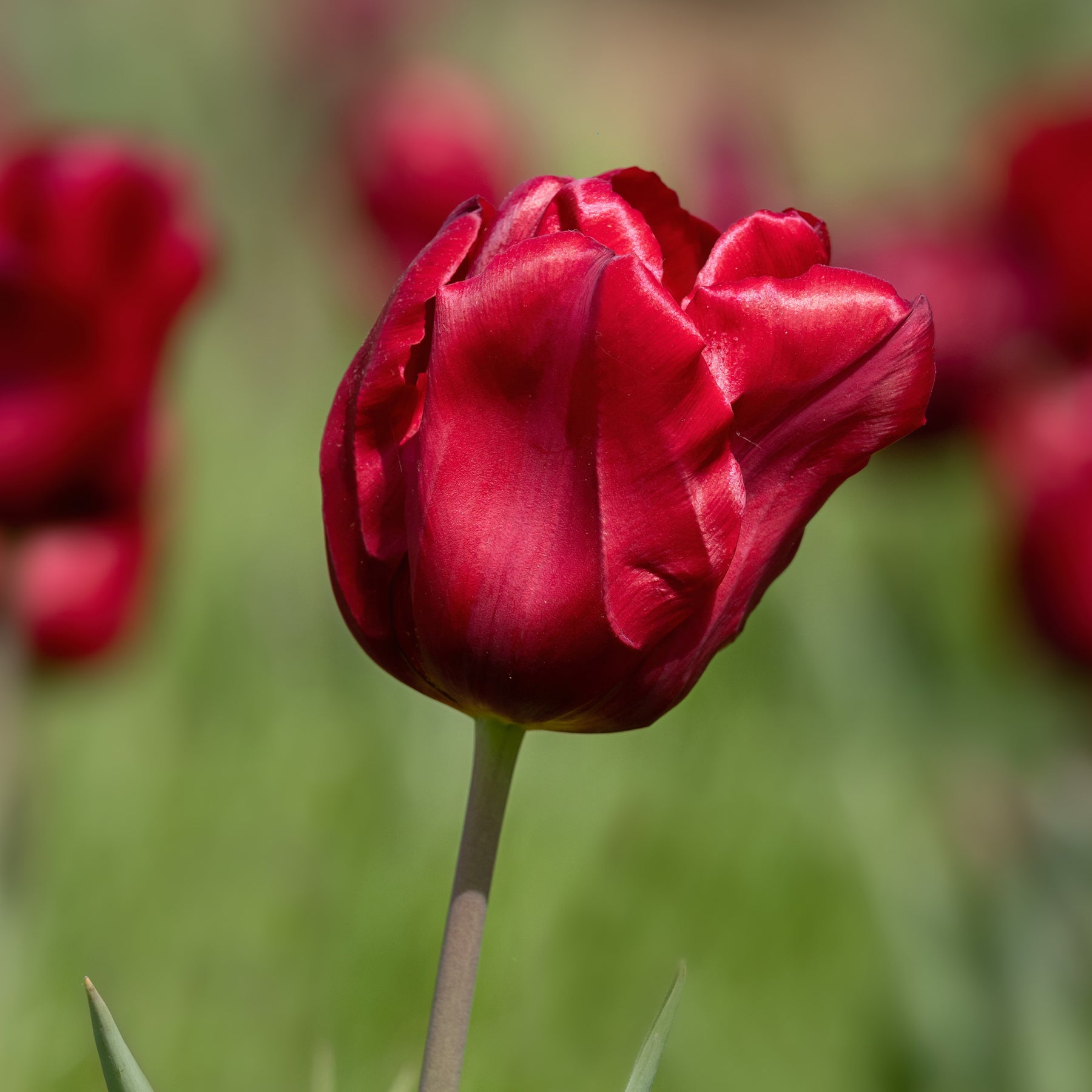 Tulipa Love Circle - 8 Tulipes Love Circle - Tulipe