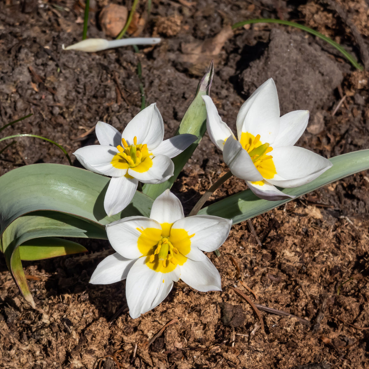 10 Tulipes botaniques Polychroma - Willemse