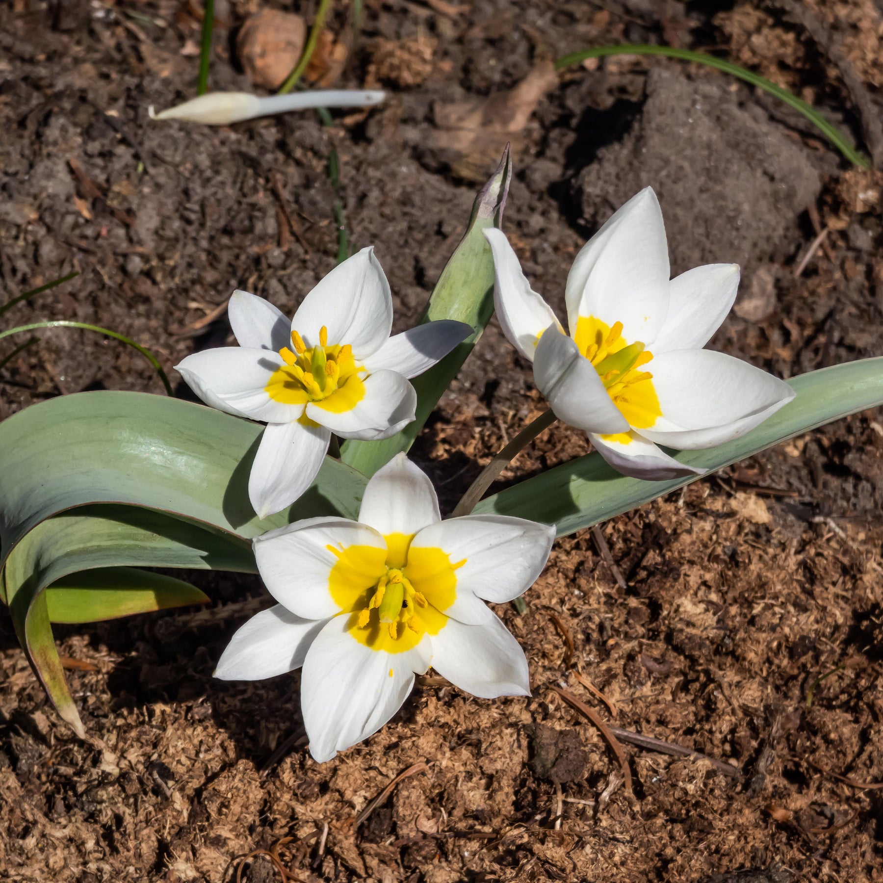 10 Tulipes botaniques Polychroma - Willemse